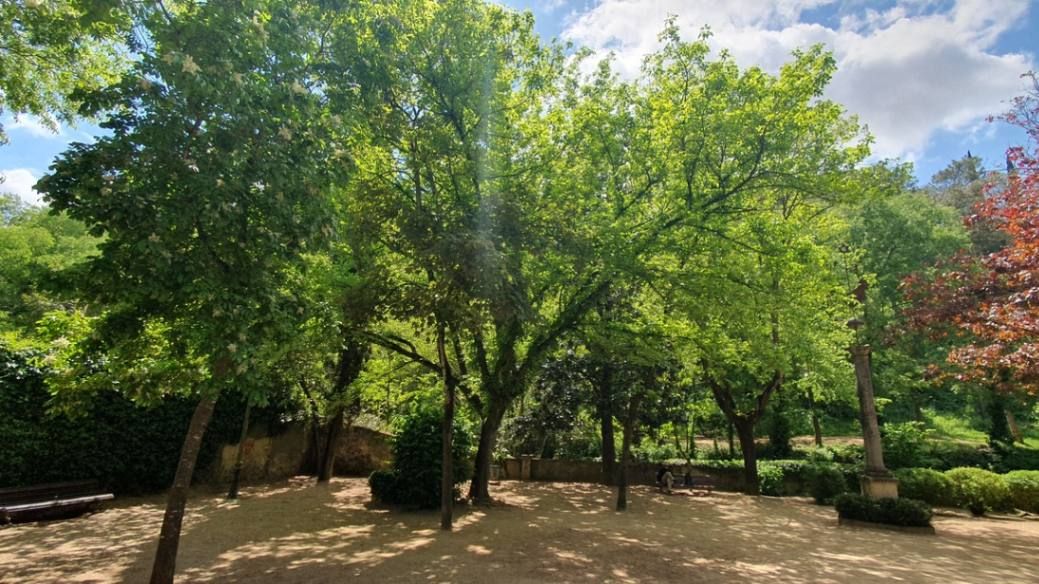 Activitat paral·lela: Conversación con un árbol